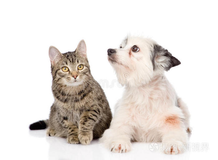 和猫搭配视频教程下载_(和猫搭配视频教程下载安装)