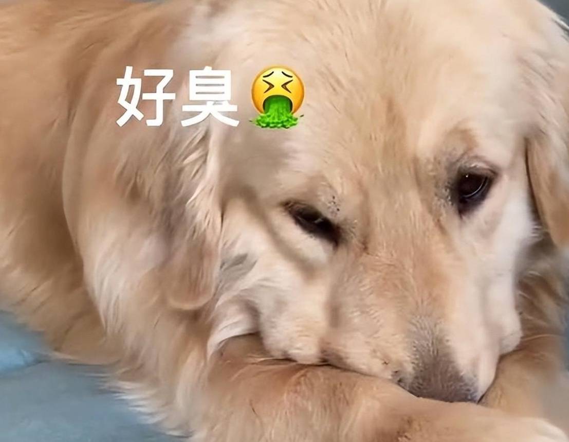 好臭的表情视频下载网站_(好臭的表情视频下载网站大全)