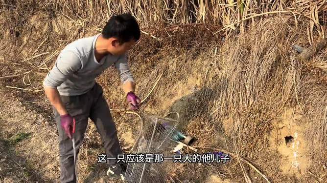 野外生老鼠视频真实版下载-(野外生老鼠视频真实版下载大全)