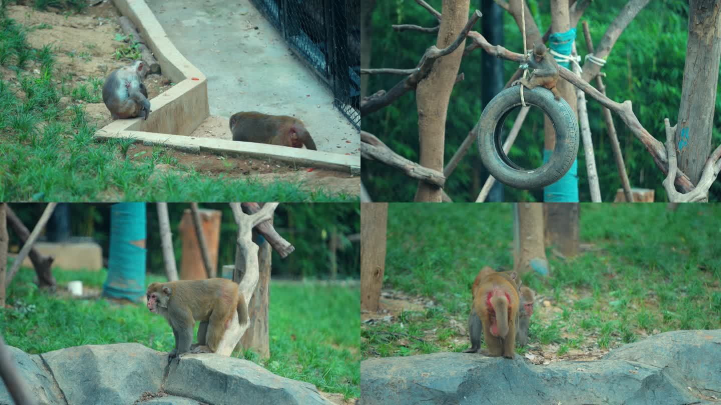 猴子移动视频下载安装免费(猴子移动视频下载安装免费版)